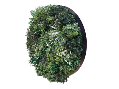 Plants